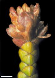 Veronica poppelwellii. Infructescence. Scale = 1 mm.
 Image: W.M. Malcolm © Te Papa CC-BY-NC 3.0 NZ